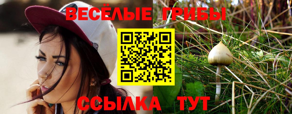 Галлюциногенные грибы Psilocybe  Вход с VPN  Новошахтинск 